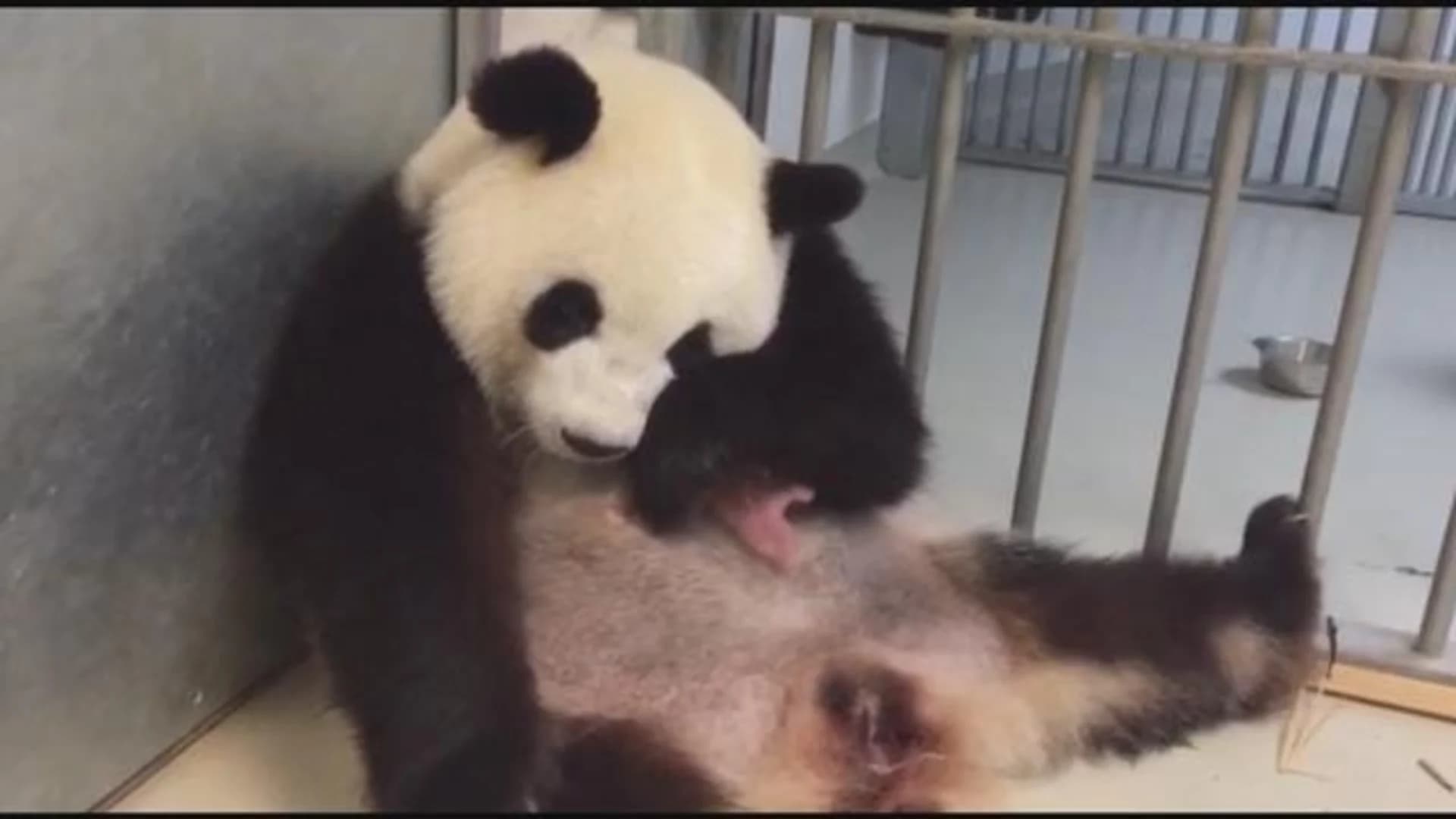 Panda babies born in Berlin