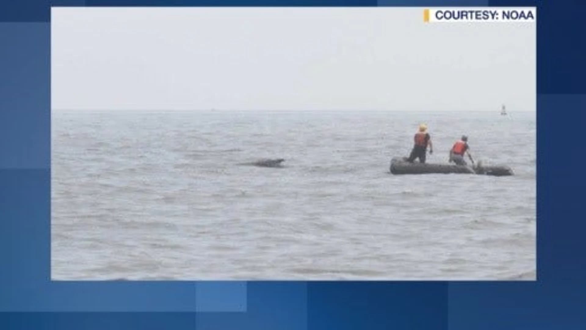 Crews successfully disentangle distressed humpback whale