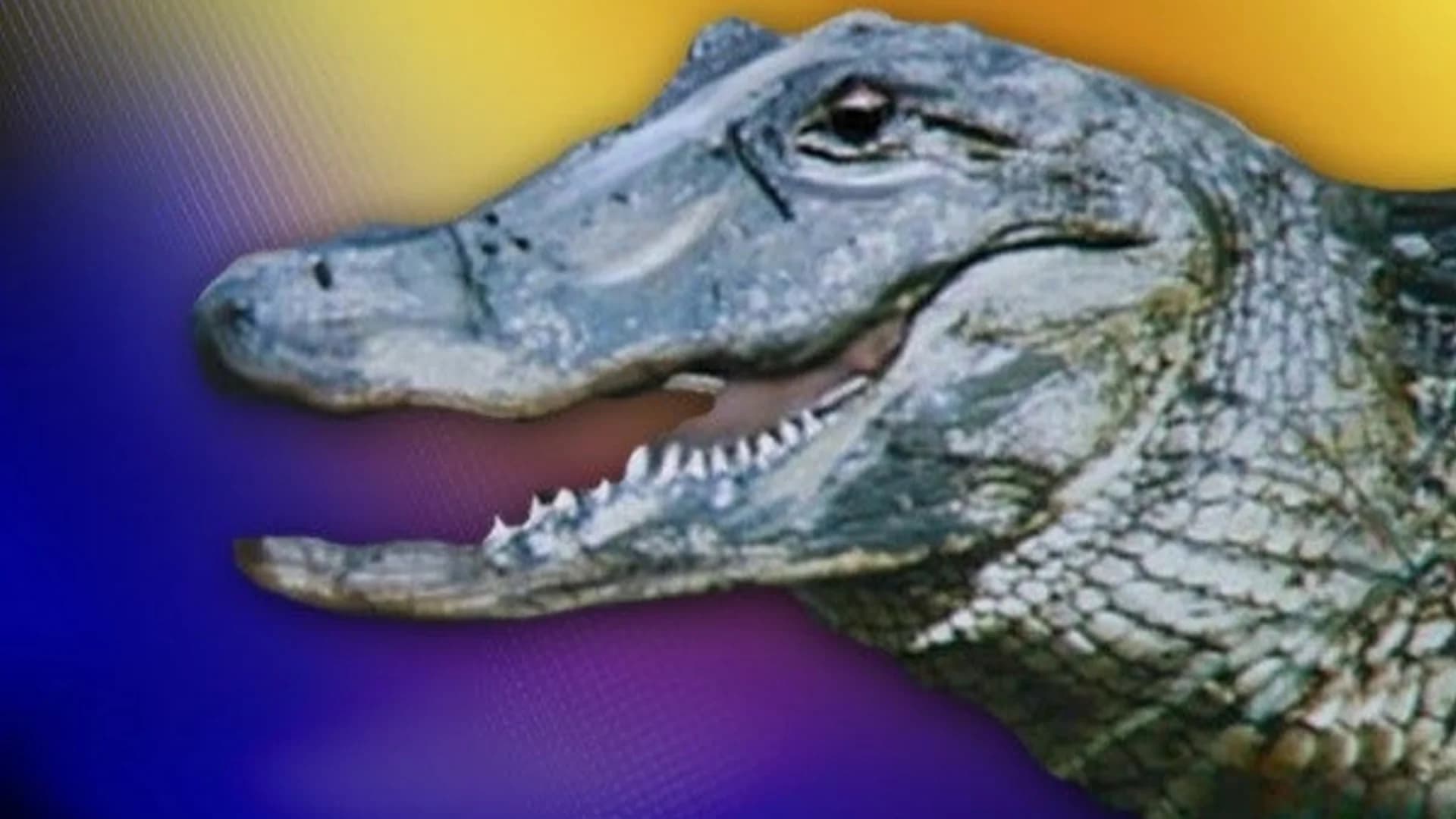 Police search for alligator on the loose in New Jersey