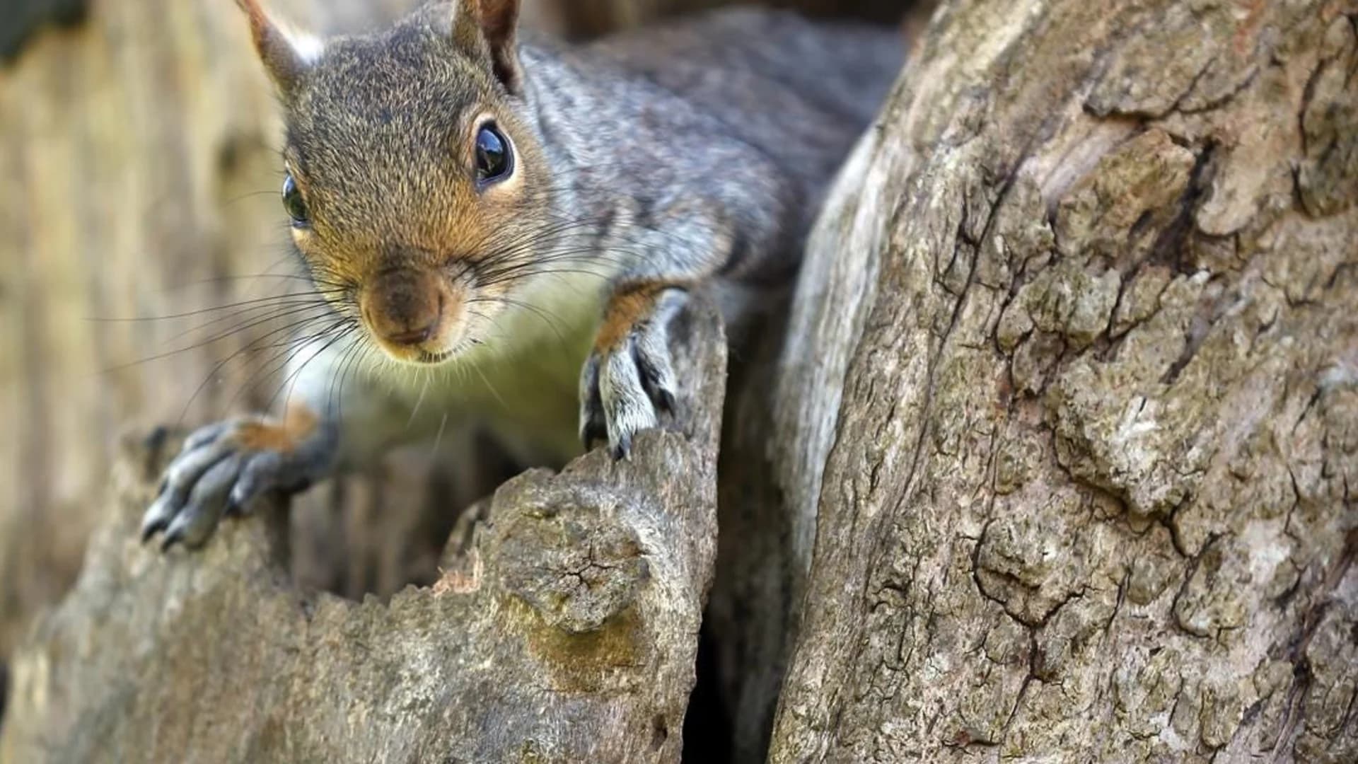 City warns of possible rabid squirrel in Prospect Park