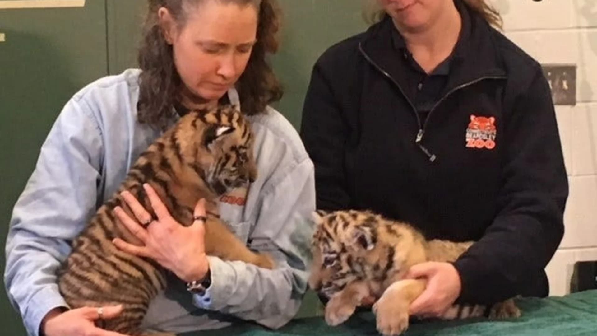 Photos: News 12 meets Amur Tiger cubs at Beardsley Zoo