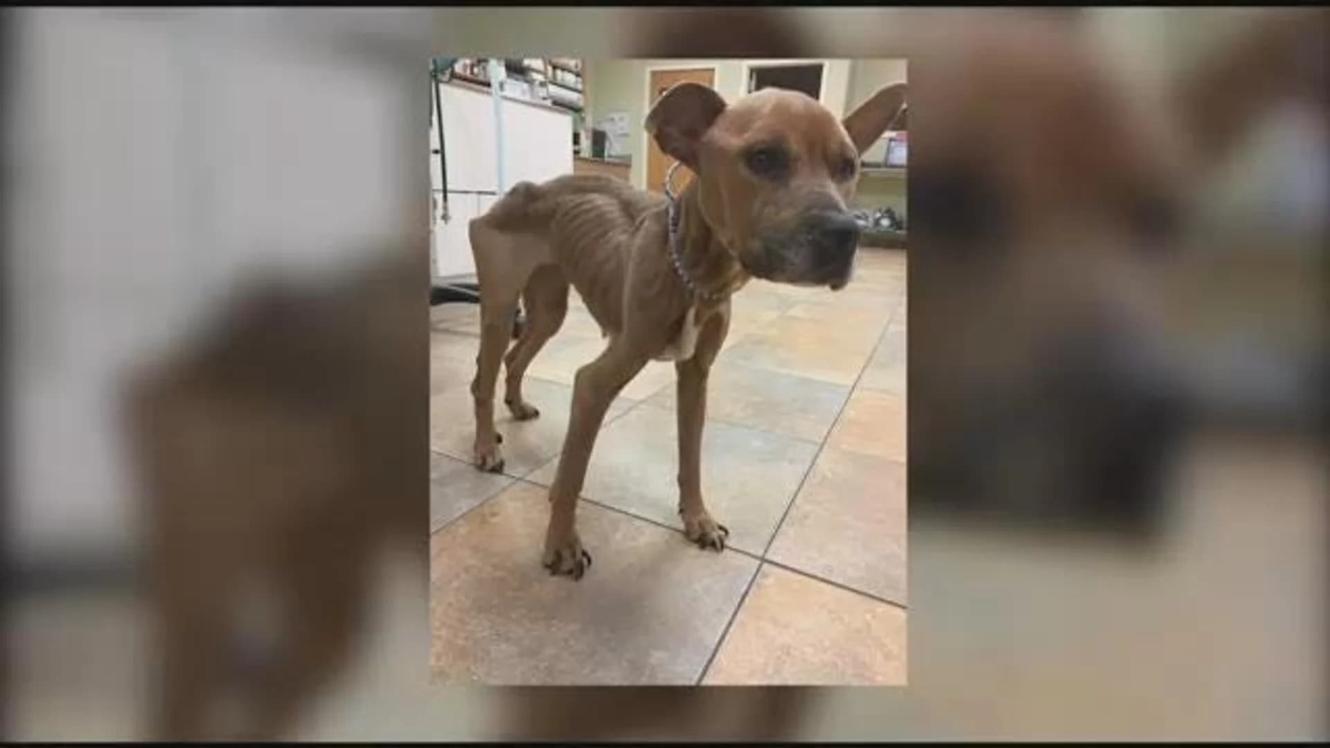 Emaciated dog rescued from vacant Bronx apartment dies