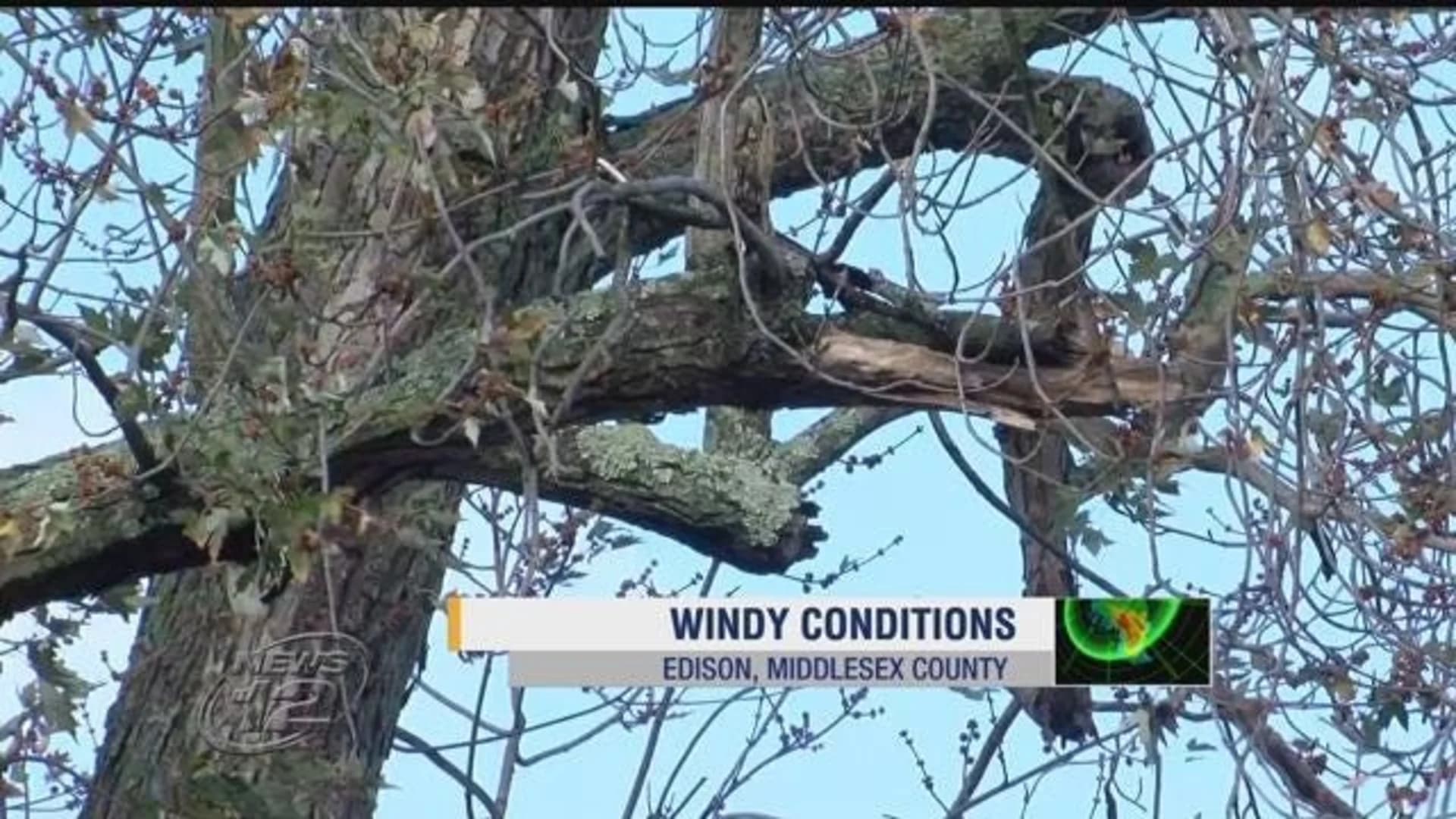 Gusts blamed for downed trees, power outages
