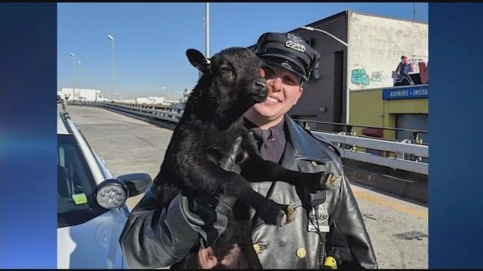 Lamb on the lam rescued on Gowanus Expressway