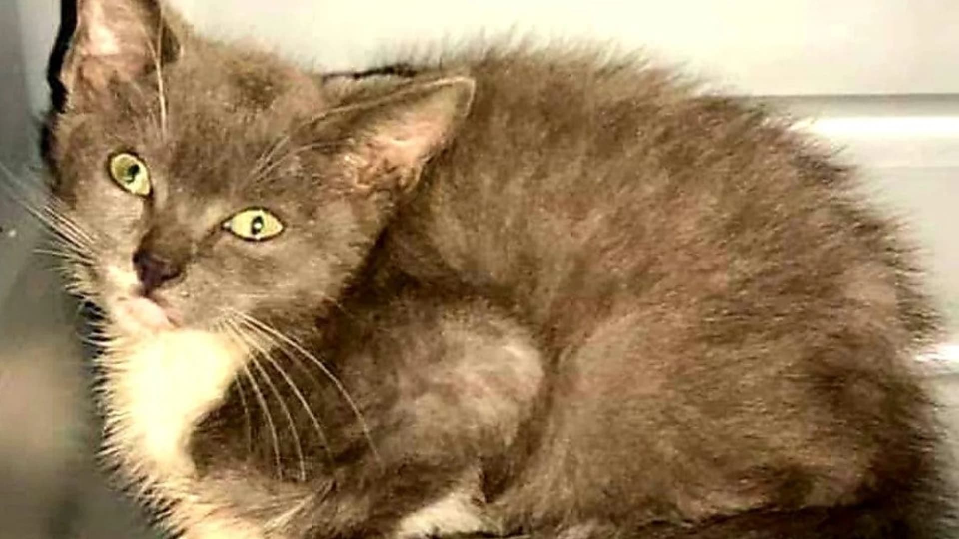 Kitten rescued on George Washington Bridge up for adoption