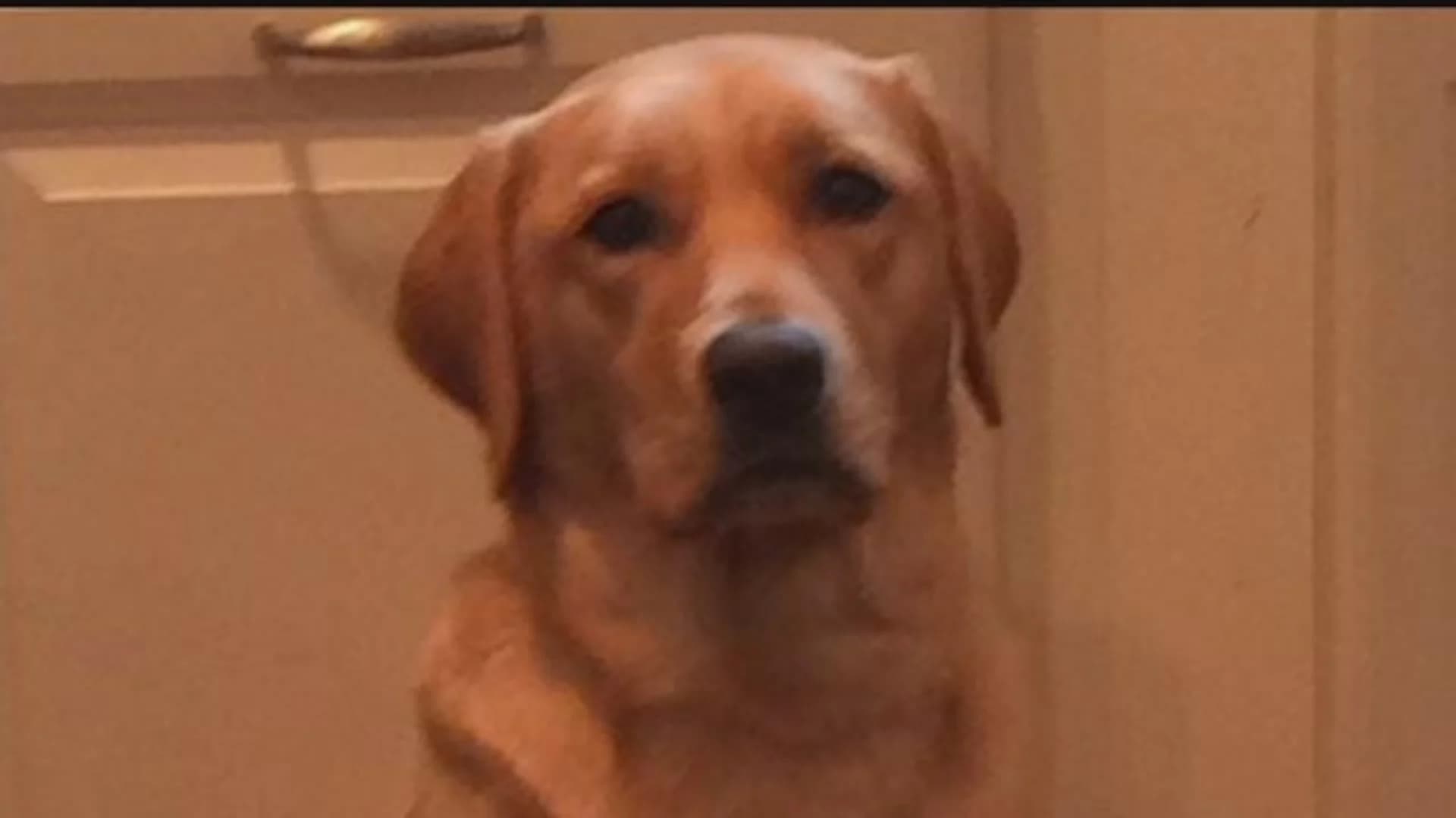 Family pleads for help finding beloved dog