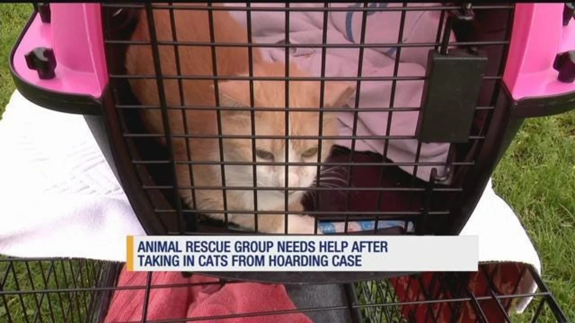 Animal group asks for help after rescuing dozens of cats in Thomaston