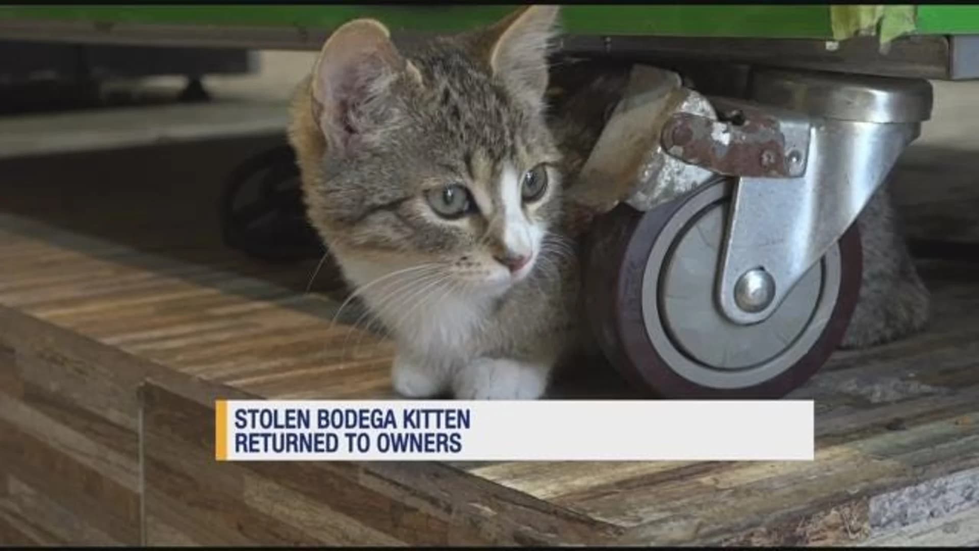 Thief apologizes, returns missing cat to Kingsbridge bodega