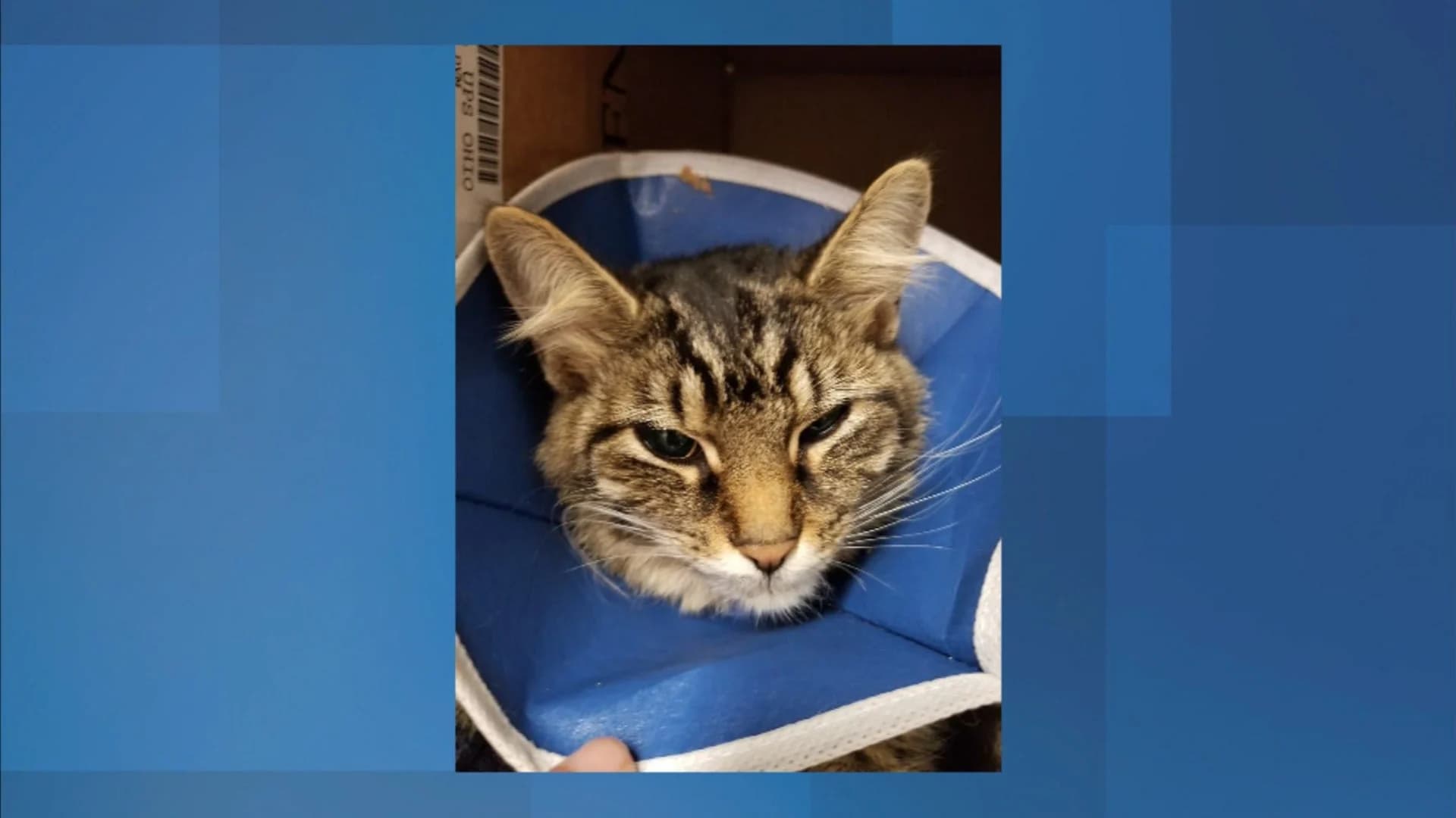 Cat recovering after firecracker set off in rectum