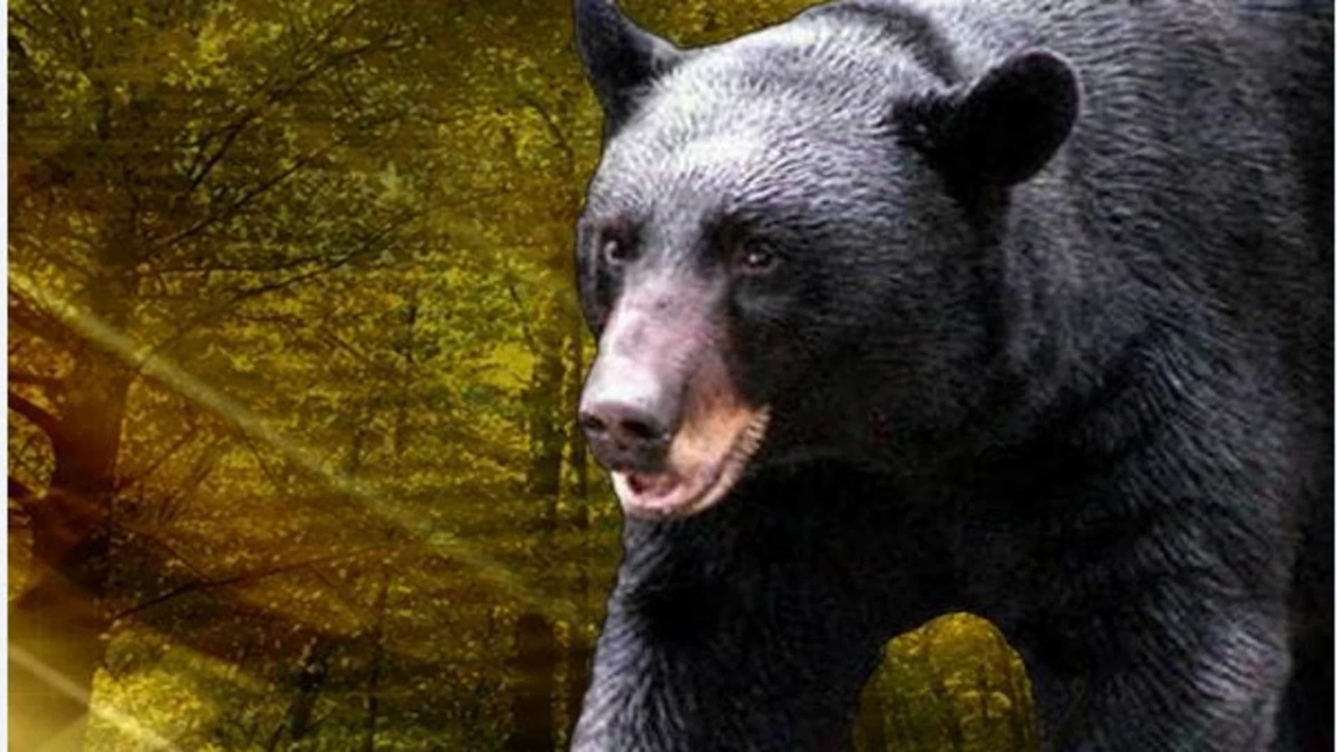 Bowhunting group says NJ bear set world record