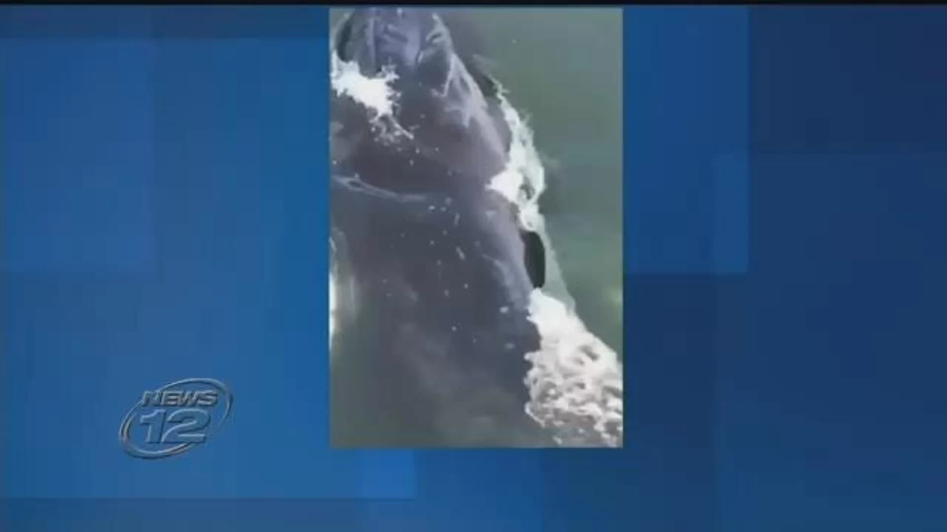 Efforts halted to herd wayward whale out of Reynolds Channel