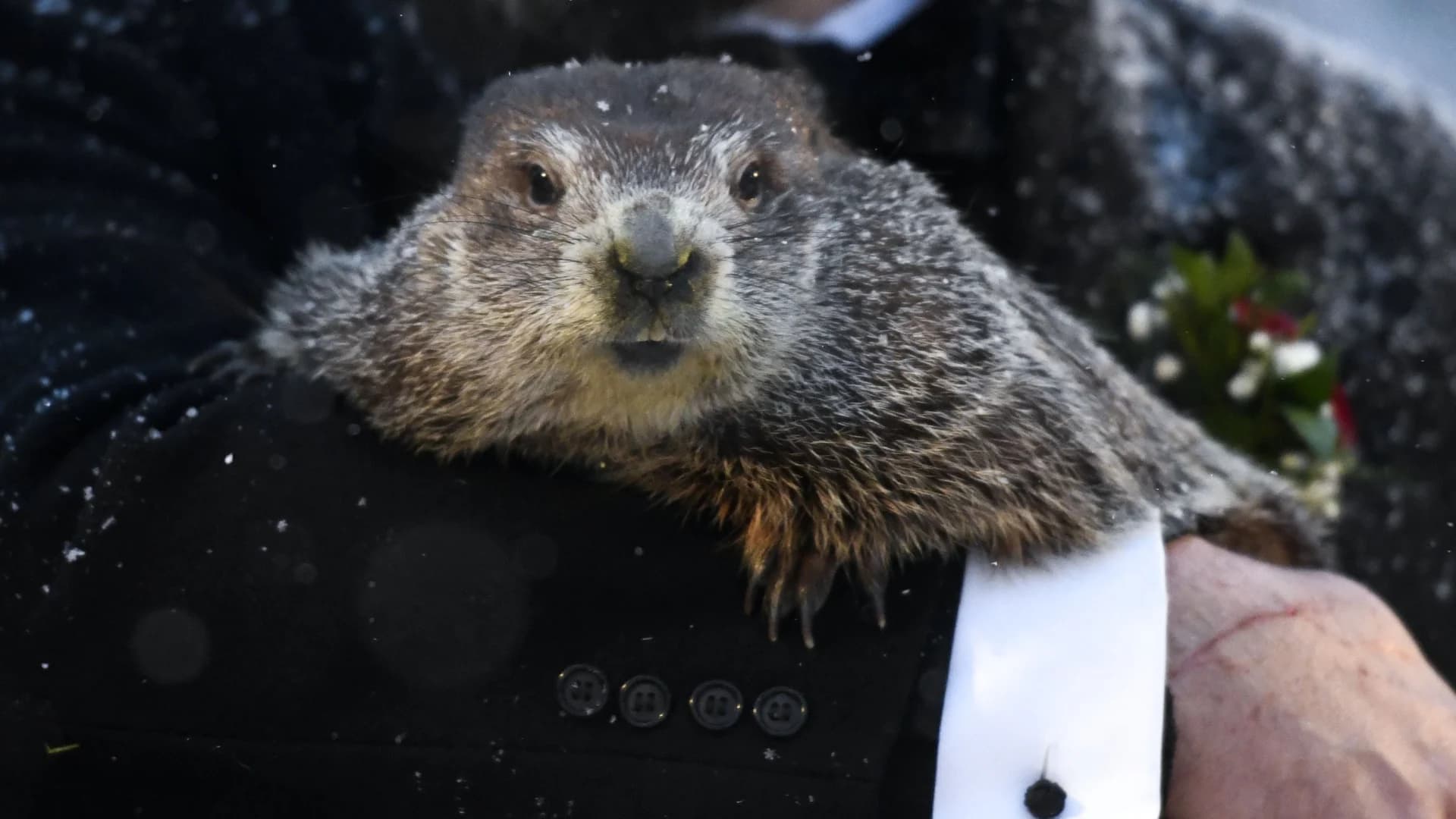 Punxsutawney Phil makes his Groundhog Day prediction - 6 more weeks of winter