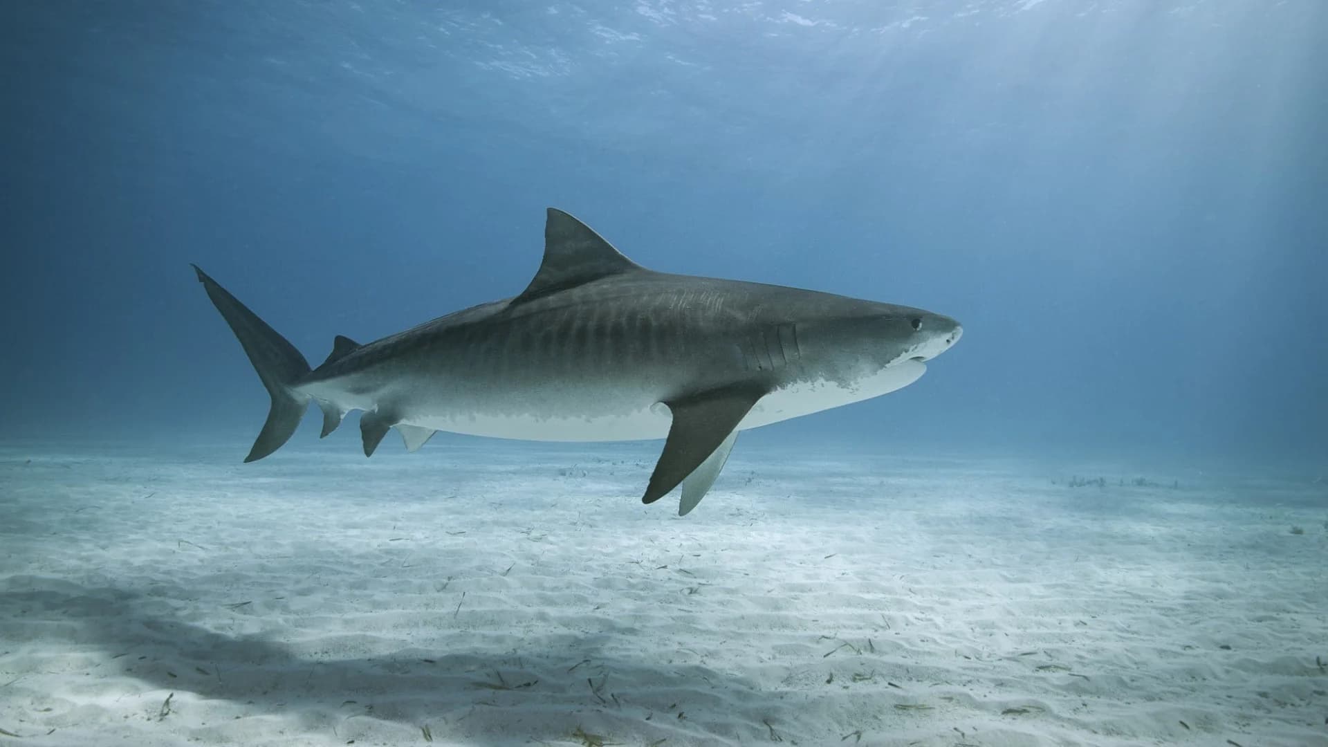 Can sharks 'walk'? Test your knowledge with this Shark Week quiz