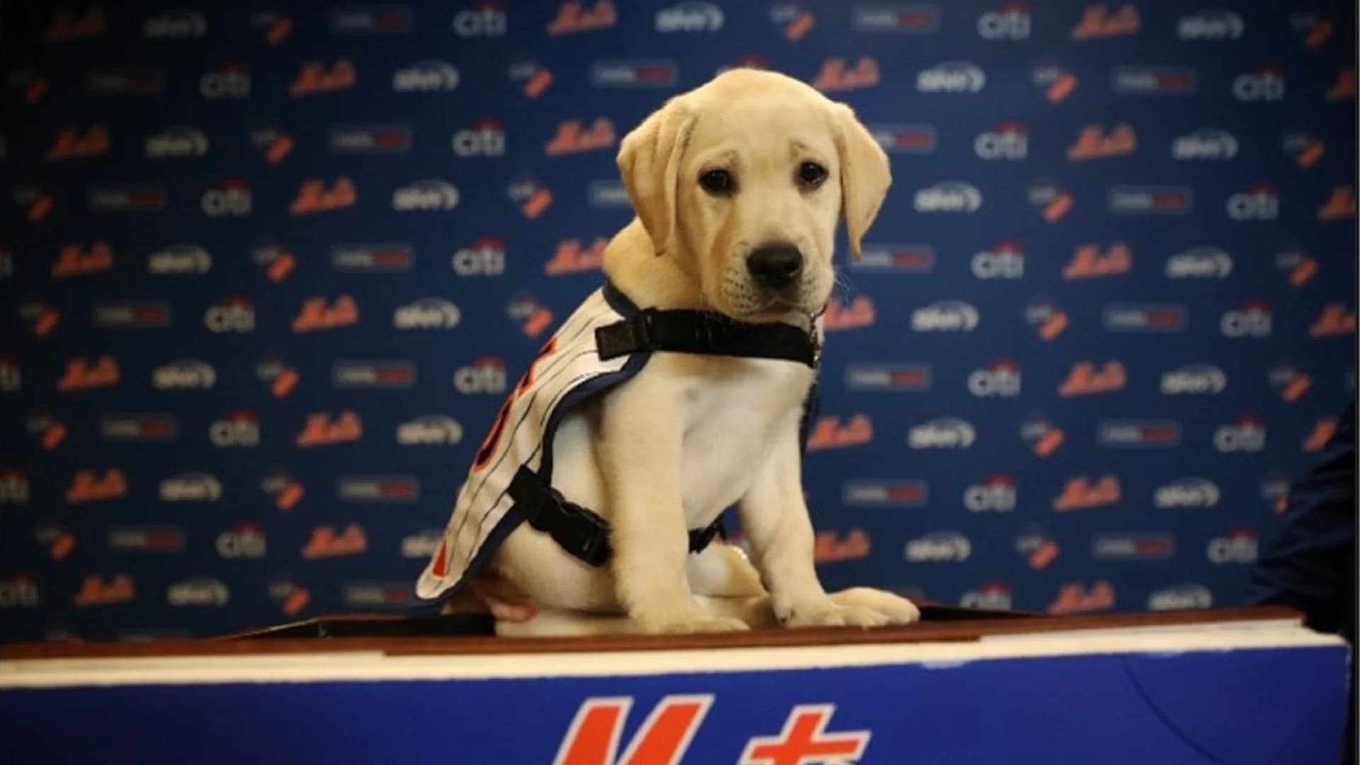 Mets announce future service dog in training. He needs a name