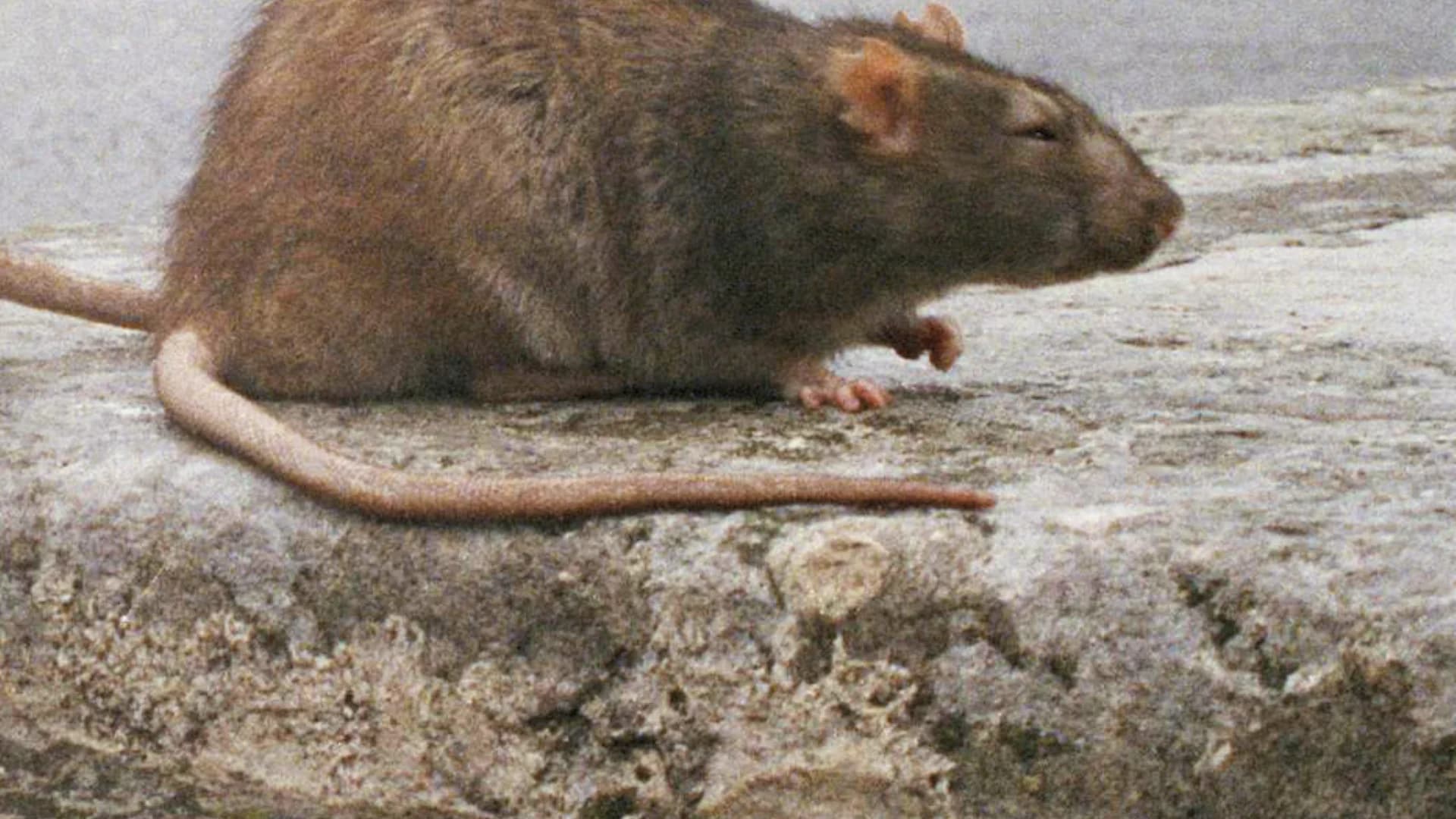 Rat race: Report ranks New York as second 'rattiest city' in US