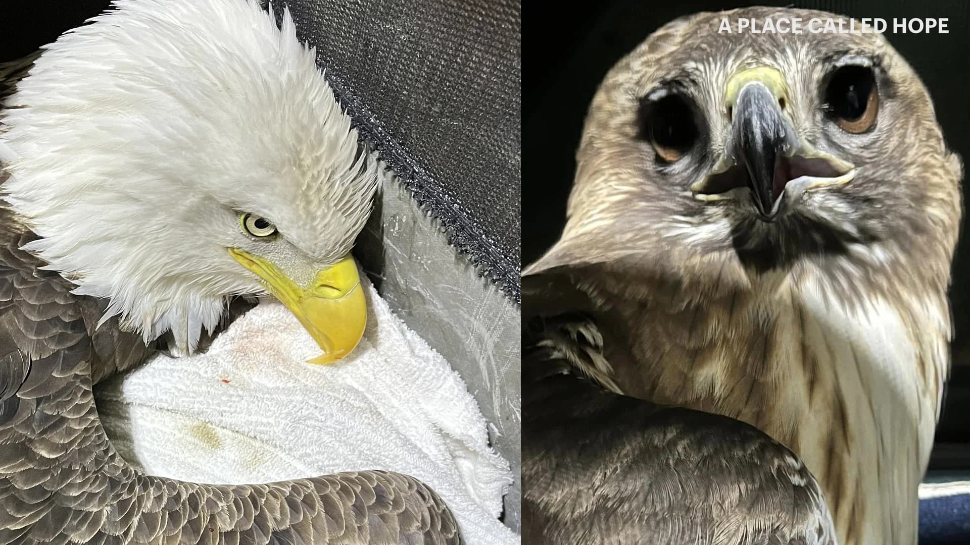 Bird rehab center calls for ban on rodent poisons after bald eagle dies, red-tailed hawk sickened