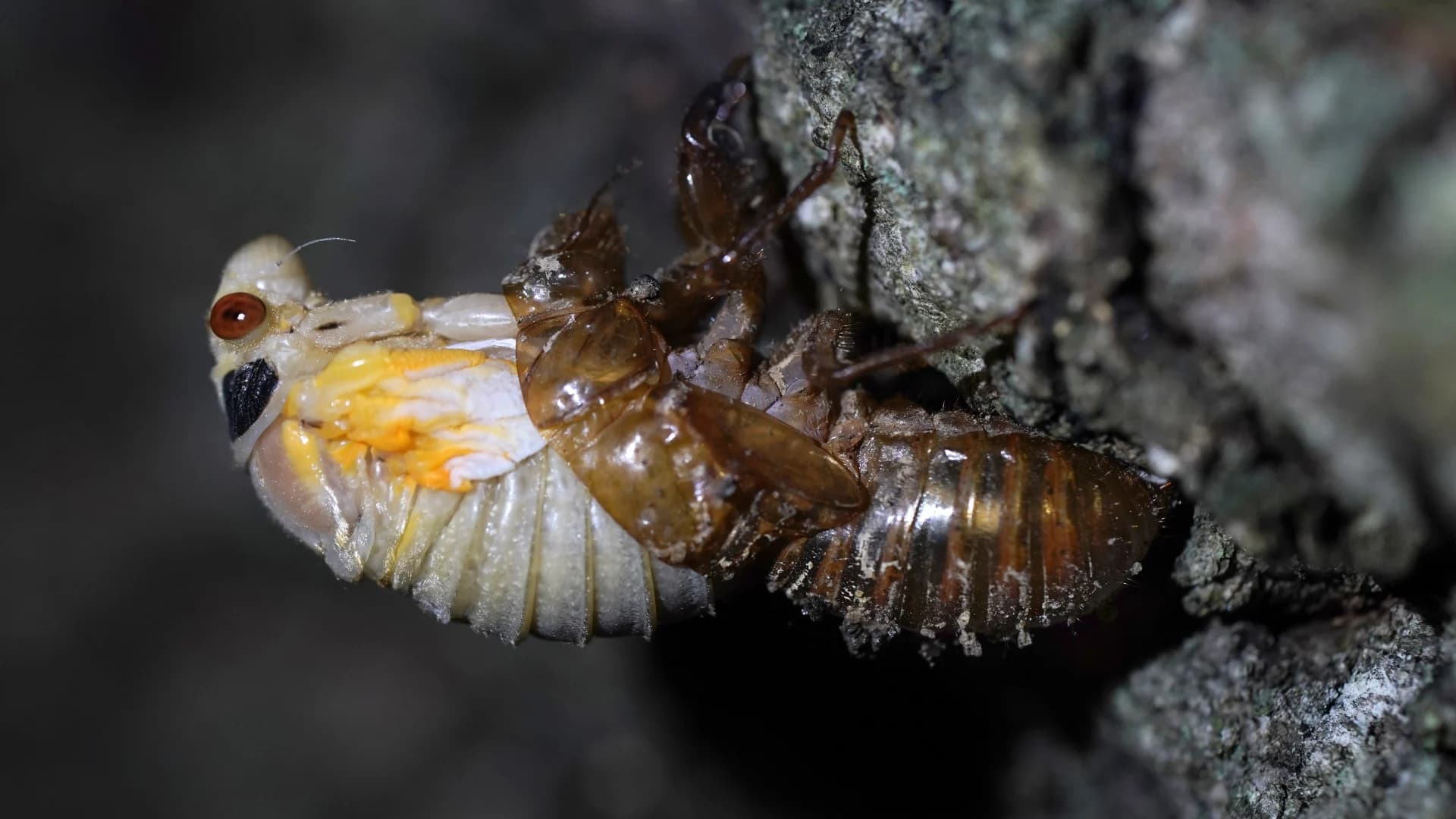 Nature at its craziest: Trillions of Brood X cicadas about to emerge
