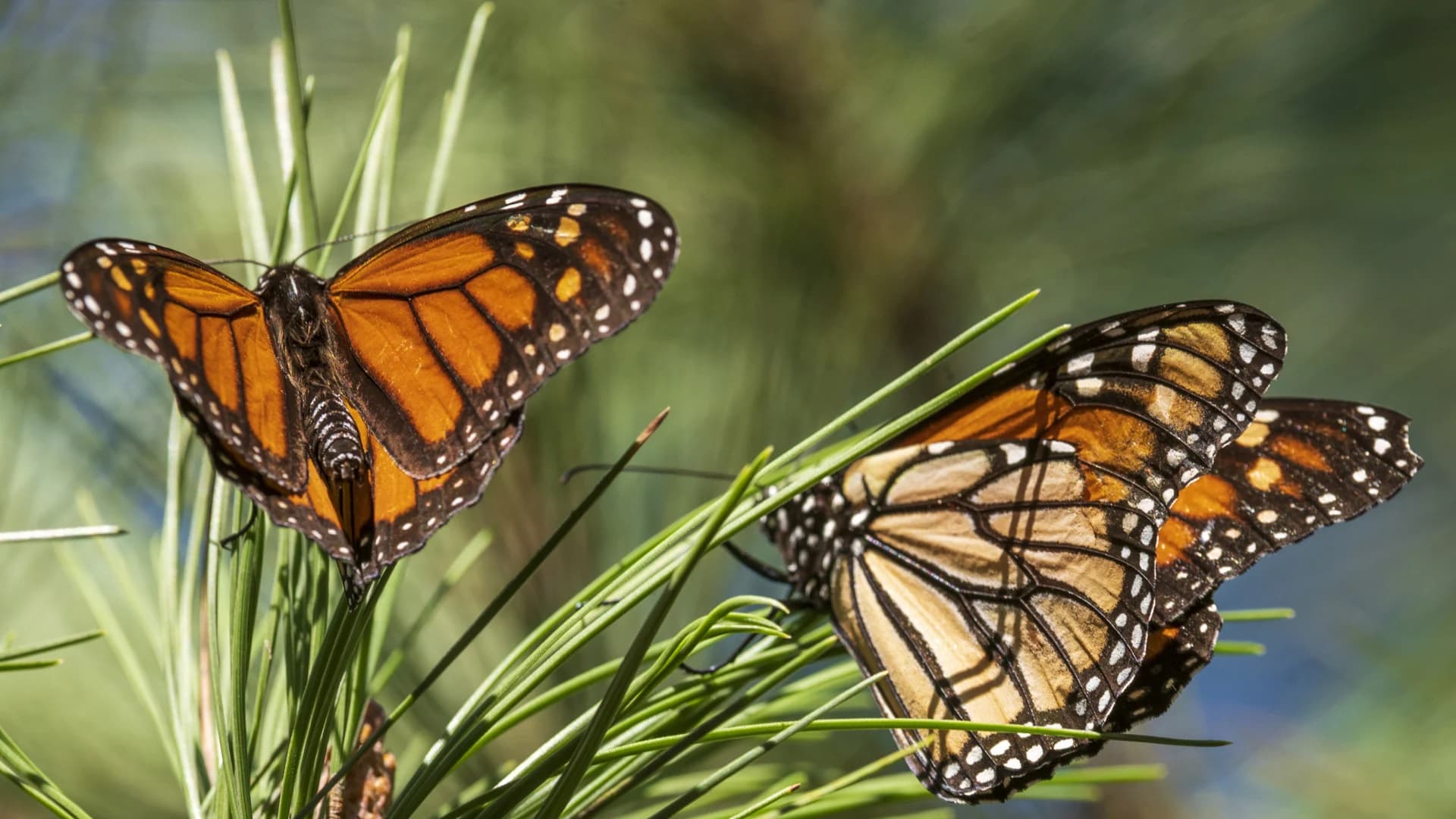 Beloved monarch butterflies now listed as endangered