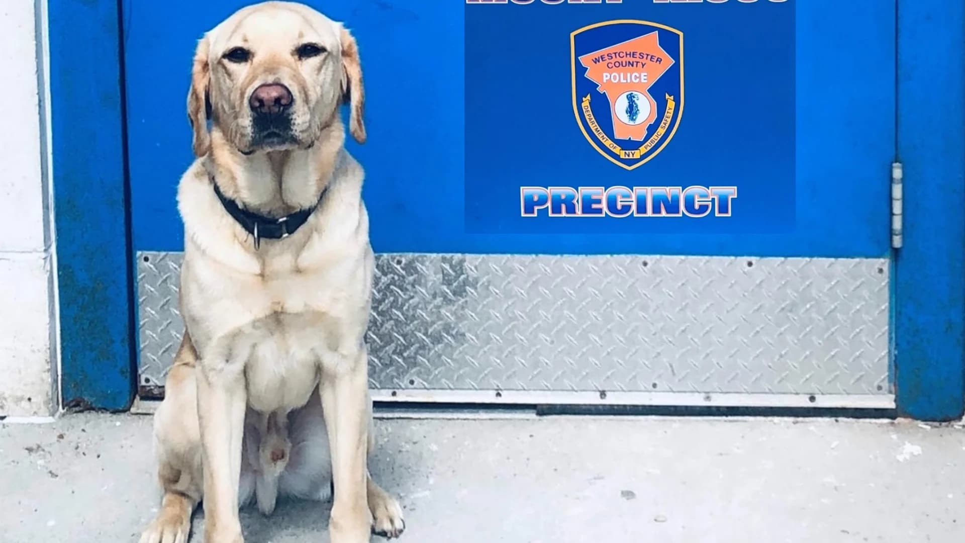 Westchester County police dog retires after a career of sniffing out illegal drugs