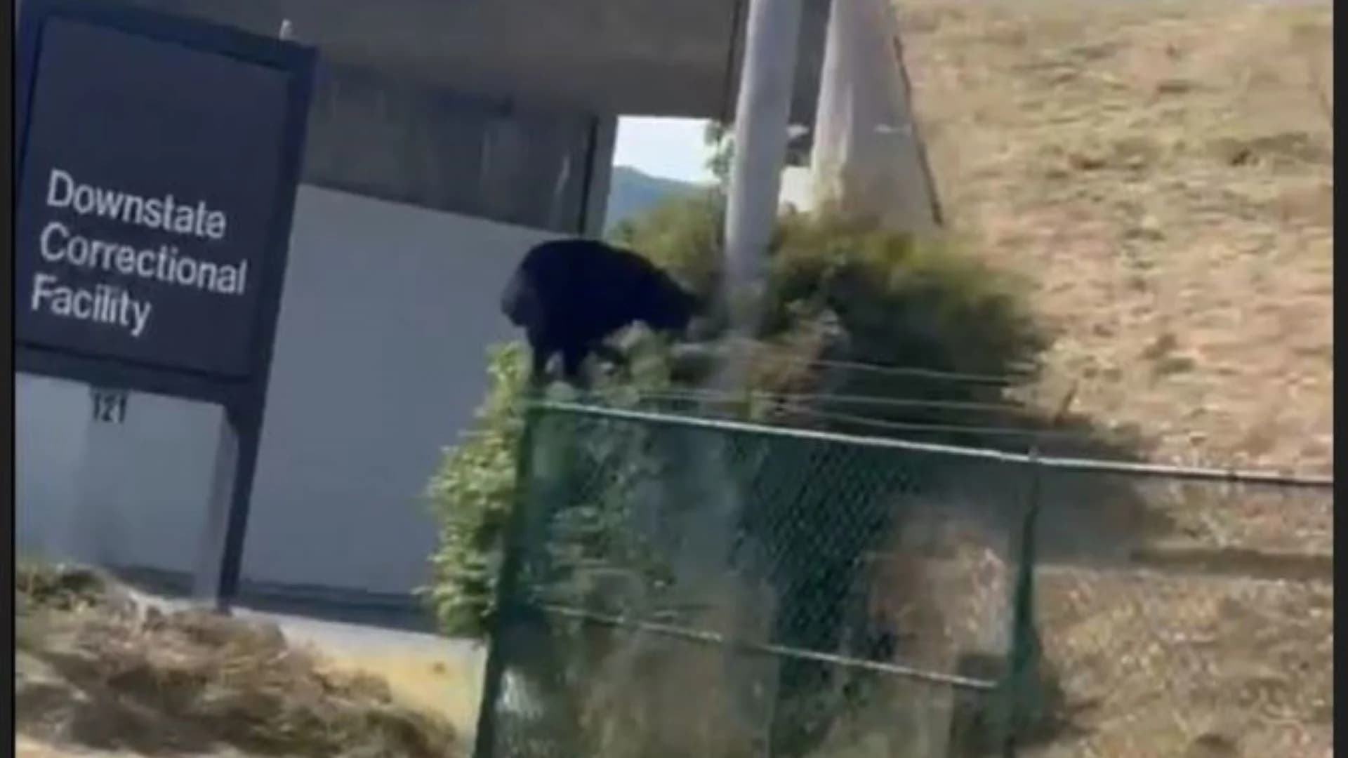 Break-in: Black bear spotted trying to break into Downstate Correctional Facility