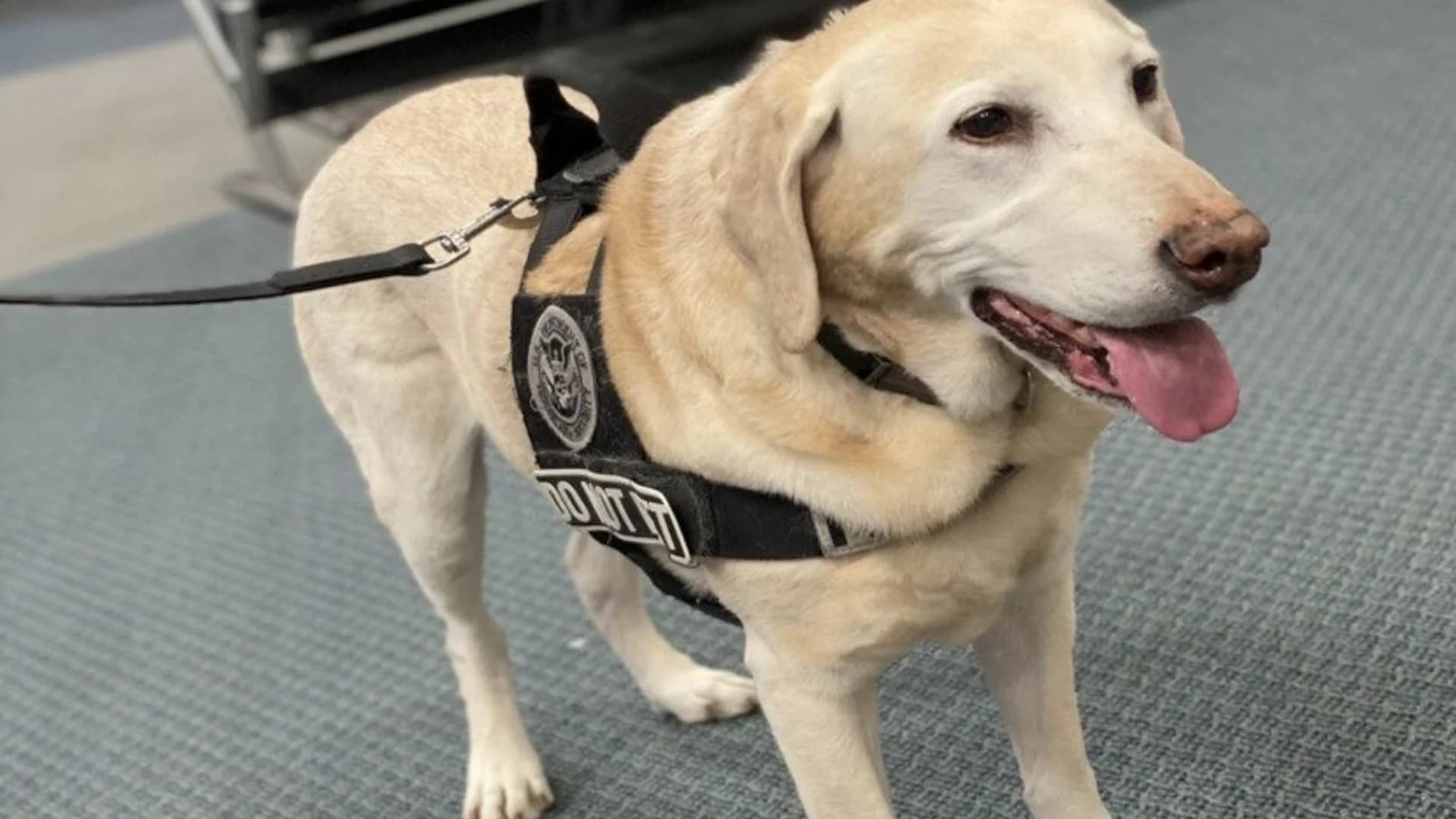 Very good dogs: Get to know TSA's explosive-detection canines